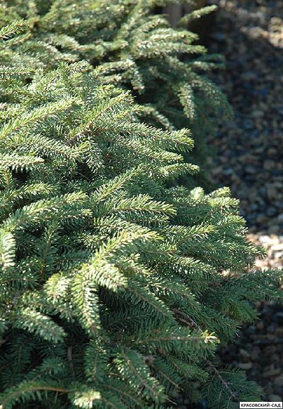 Ель обыкновенная Элеганс