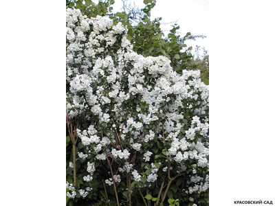 Чубушник гибридный Virginal
