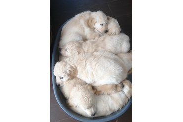 Тазик счастья!