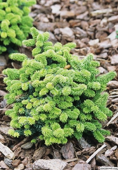 Пихта бальзамическая Пиколло - фото хвои - красовский-сад.рф