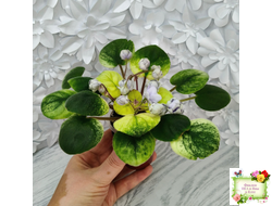 ЛЕ-Хрустальный Водопад Голд (Е. Лебецкая /С. Новгородова) 2018 трейлер