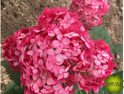 ГОРТЕНЗИЯ ДРЕВОВИДНАЯ "РУБИ АНАБЕЛЬ" (красная). саженец 1 год