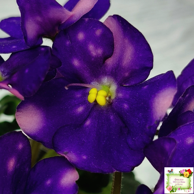 ВаТ-Горох на Десерт (Т. Валькова) 2020 г. (гёрл-листва)