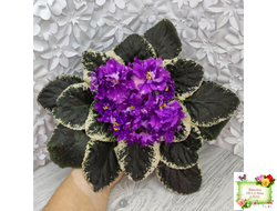 ВаТ-Шоколадное Настроение (Т. Валькова) 2019 г.