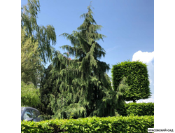 Кипарисовик Нутканский