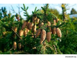 Ель обыкновенная Акрокона - Фото 3 - красовский-сад.рф