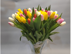Букет из желтых/красных/белых/розовых/МИКС крупных тюльпанов 51 шт.