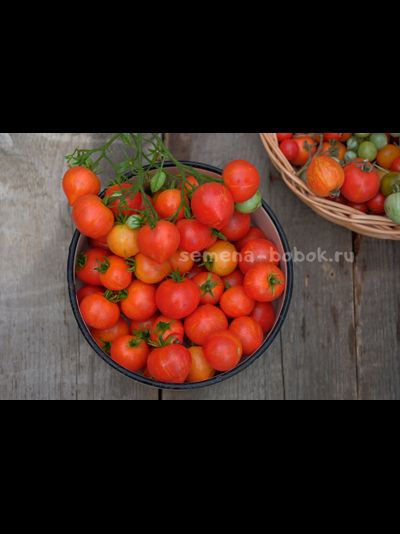 Томат Dwarf  Gandolf (Гендольф), 10 шт