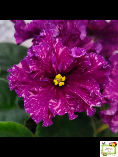 АВ-Тайны Востока (Фиалковод) 2022 г. (детка)