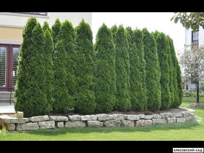 Туя Колумна - Columna