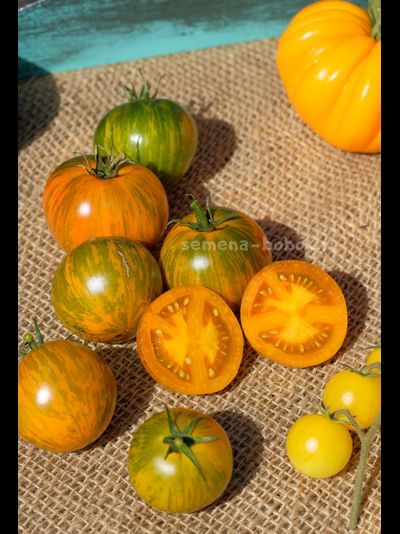 Томат Dwarf Jeremy's Stripes (Гном Джереми Полосатый), 10 шт