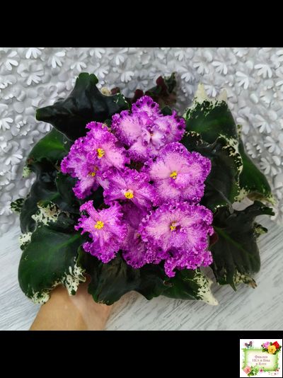 РС-Тропикана (С. Н. Репкина) 2015 г.