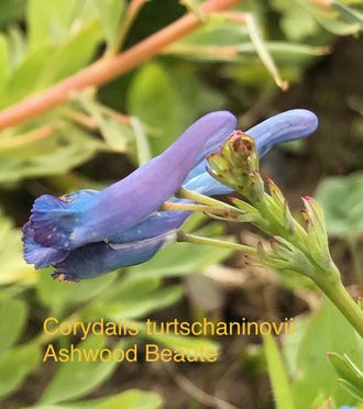 Corydalis turtschaninovii Ashwood Beaute