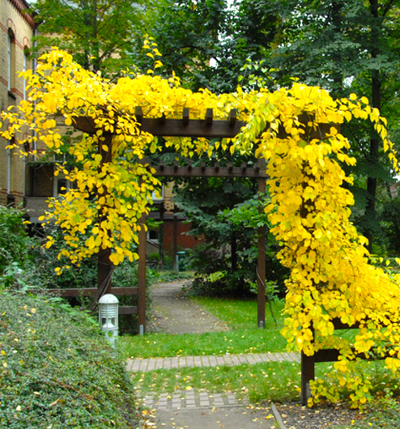 Древогубец круглолистный Diana