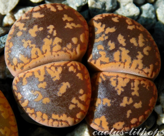 Lithops aucampiae (Kuruman form) C325 (MG) - 10 семян