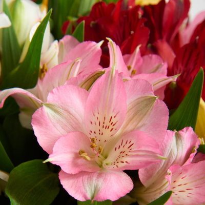 Букет из 15 альстромерий (цвет на выбор)