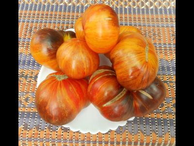 Томат Мечта Алисы (Alise's Dream), Польша