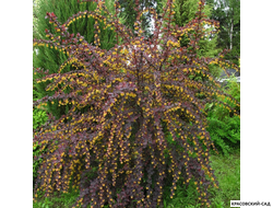 Барбарис Суперба - Superba