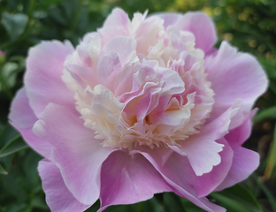 ПИОНЫ \PEONIA\ - Шиз ми стар