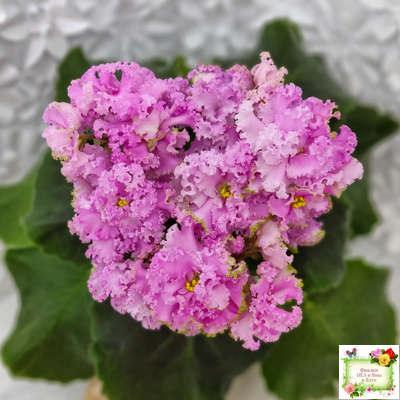 НД-Розовая Скумпия (Н. Данилова-Суворова) 2022 г.