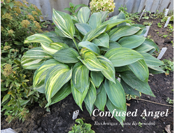 Хоста Confused Angel
