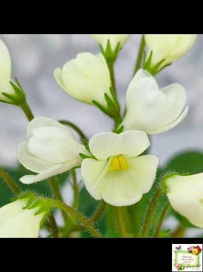 Chantaspring (R. Р. Hair) 1996 г. трейлер