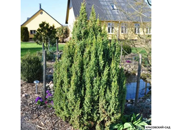 Можжевельник Лодери - Loderi