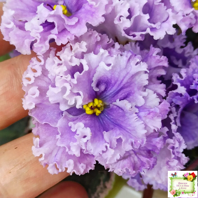 Н-Озёрный Край (Н. Бердникова) 2018