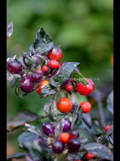 Перец острый Indonesian x Purple Flash, 10 шт