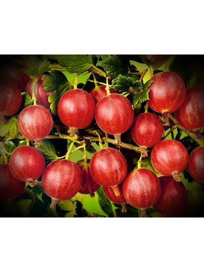 Хиннонмаен Пунайнен (Олави)(крыжовник), 2года, ЗКС