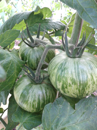 Семена томата Малиновая зебра Козула 138