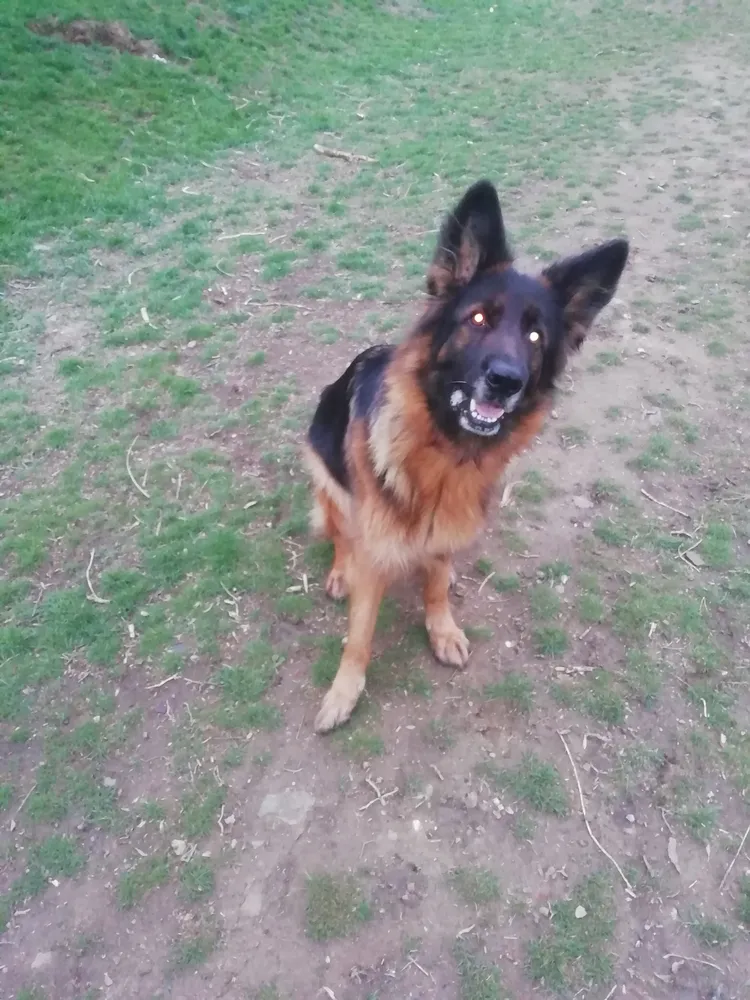 Чара. Хозяин Евгений: "Являемся клиентами уже год. По-настоящему приятная компания. Начиная от цен и скидок. Заканчивая доставкой и, самое главное, качеством".