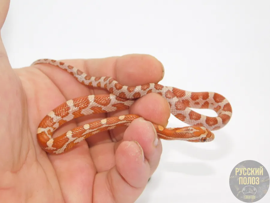 Полоз маисовый "Crimson"