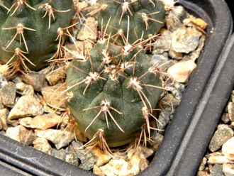 Gymnocalycium baldianum VG-377 (D=15-18мм)