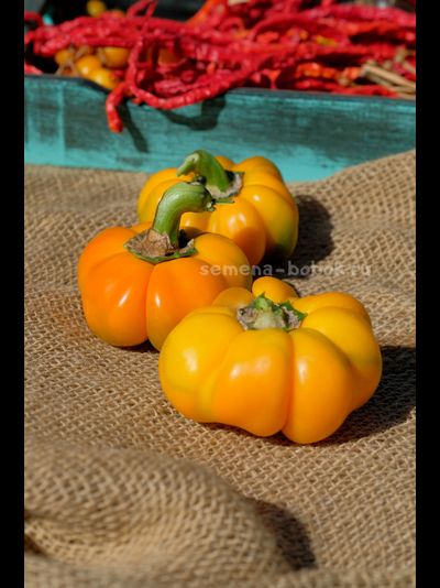 Сладкий перец Тыковка, 10 шт