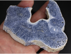 Коралл голубой Акори, Австралия (91*70*14 мм, 100 г) №37719