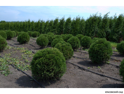 Туя Хозери - Hoseri