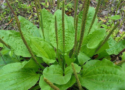 "Лист подорожника" Силиконовый молд (вайнер)