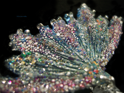 Коллекционные серьги "Крылышки весенней Лелефеи", лабрадоры и звёздочки