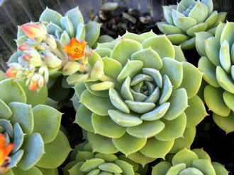 Echeveria Desmetiana (1 розетка)