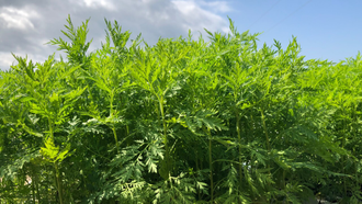 Полынь однолетняя (Artemisia annua) (5 мл) - 100% натуральное эфирное масло