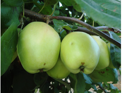 Розмарин русский (яблоня)