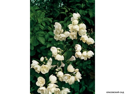 Чубушник  гибридный Bouquet Blanc - фото цветов - красовский-сад.рф