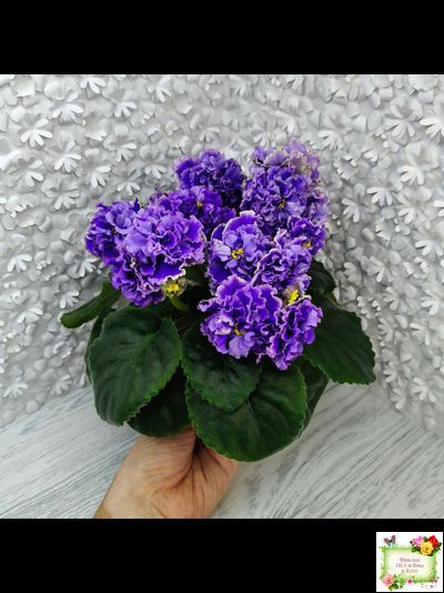 РМ-Синий Бриллиант (Н. Скорнякова) 2023 г.