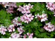 Герань (Pelargonium graveolens), Египет, цветки (5 мл) - 100% натуральное эфирное масло