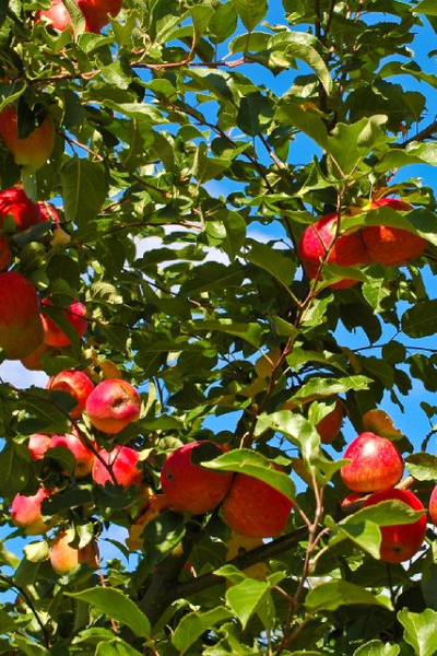 Яблоня  Орлик (зимн.)