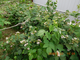 ТОРНФРИ (Thornfree Blackberry)