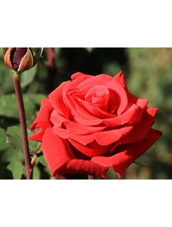 Роза чайно-гибридная Ред Берлин