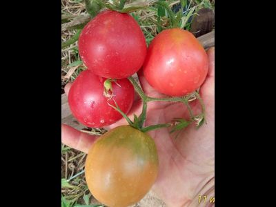 Томат Крымская роза