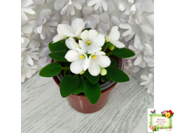 ЛЕ-Принцесса Лея (Е.Лебецкая) 2016 г. (детка)